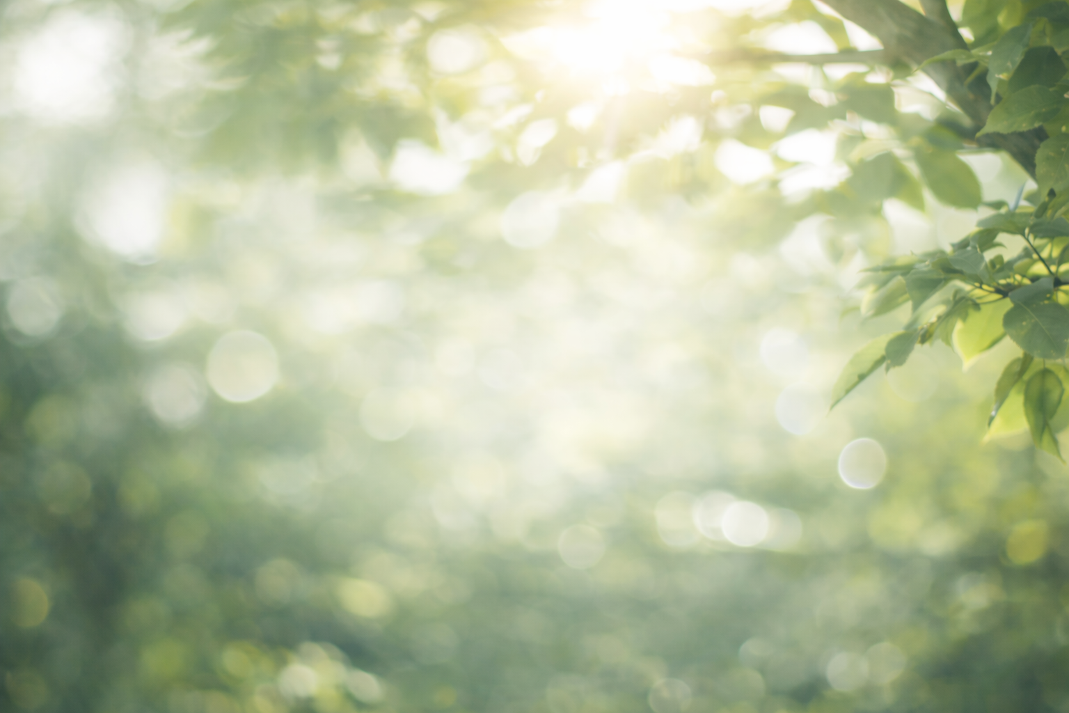 Soft sunlight through green leaves
